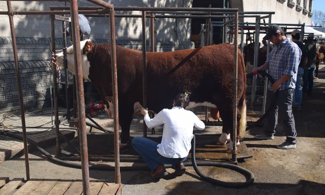 Expo Rural Prado: lleno en los galpones y en la muestra agroindustrial y comercial.