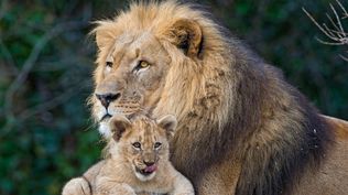 ¿Qué es ser un buen padre, biológicamente hablando?