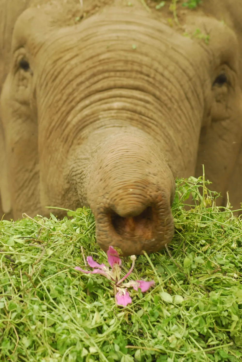 La elefanta Yothi llegó al zoológico de Villa Dolores en 1969 y se calcula que tiene unos 60 años