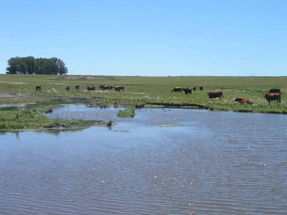 Producción ganadera en un campo en Florida.