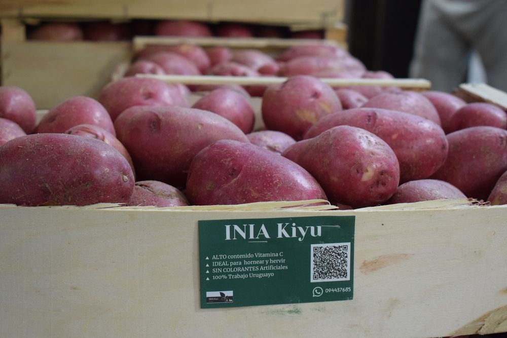 Papas de la variedad INIA Kiyú, novedad en el mercado de Uruguay.