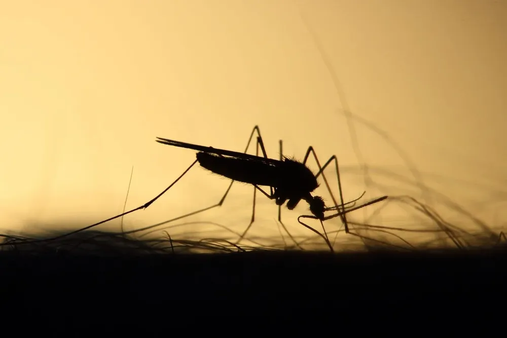 Desde el lunes, una intensa nube de mosquitos afecta al Área Metropolitana de Buenos Aires y parte de la región pampeana