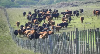 El Observador | Productores anhelan faena y precios mayores