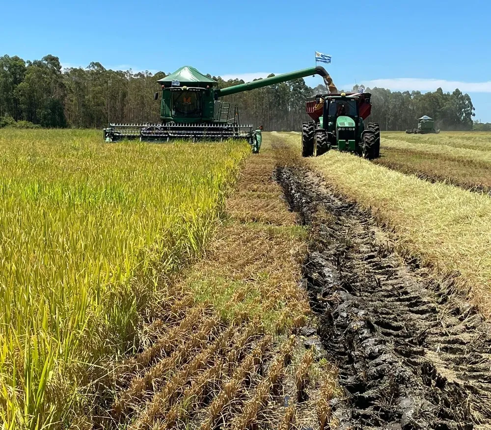 La cosecha de arroz comenzó en un campo en Mones Quintela, en Artigas.