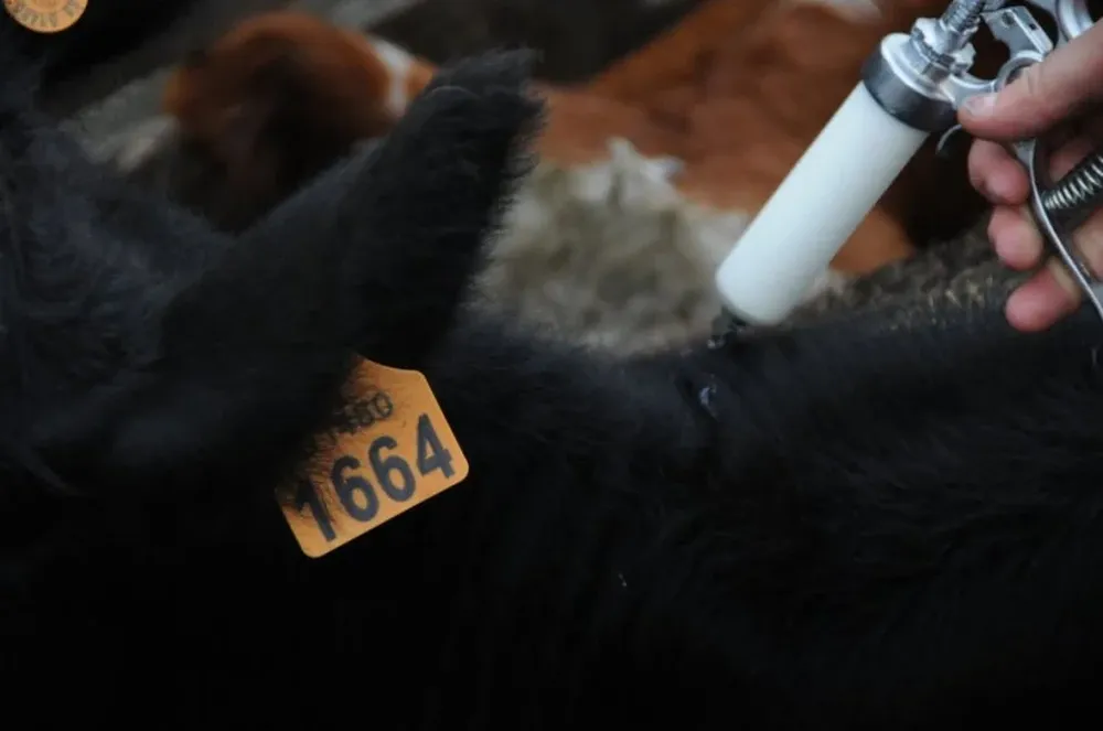 Fiebre aftosa: en Uruguay productores e industriales coinciden en que no debería dejar de vacunar contra esa enfermedad.