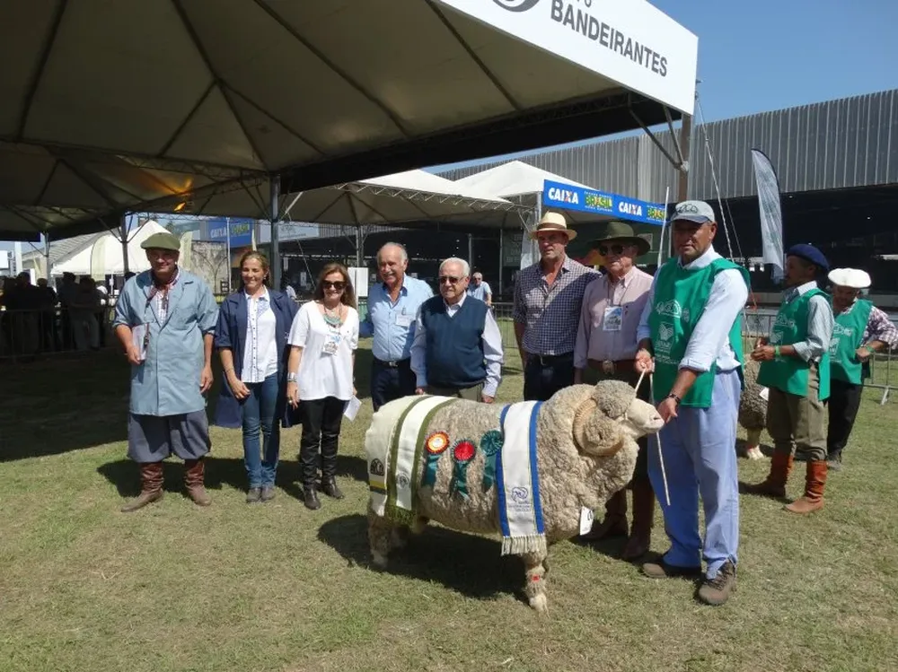 El Gran Campeón de la raza Merino Australiano en la Expointer 2015.