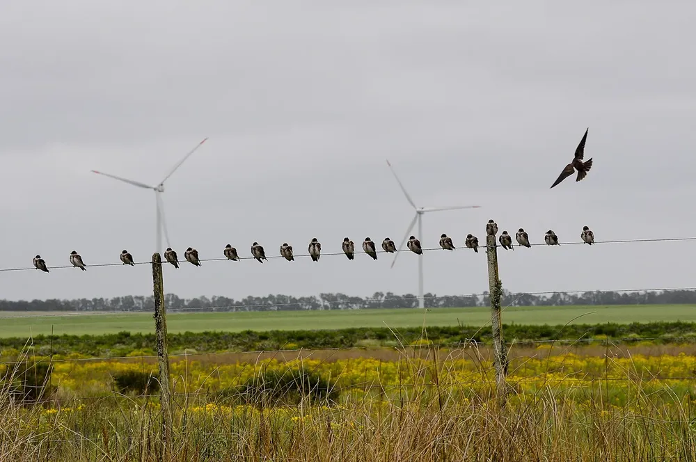 Se busca colectivizar los resultados de carácter preliminar obtenidos a partir de la labor realizada hasta el momento.