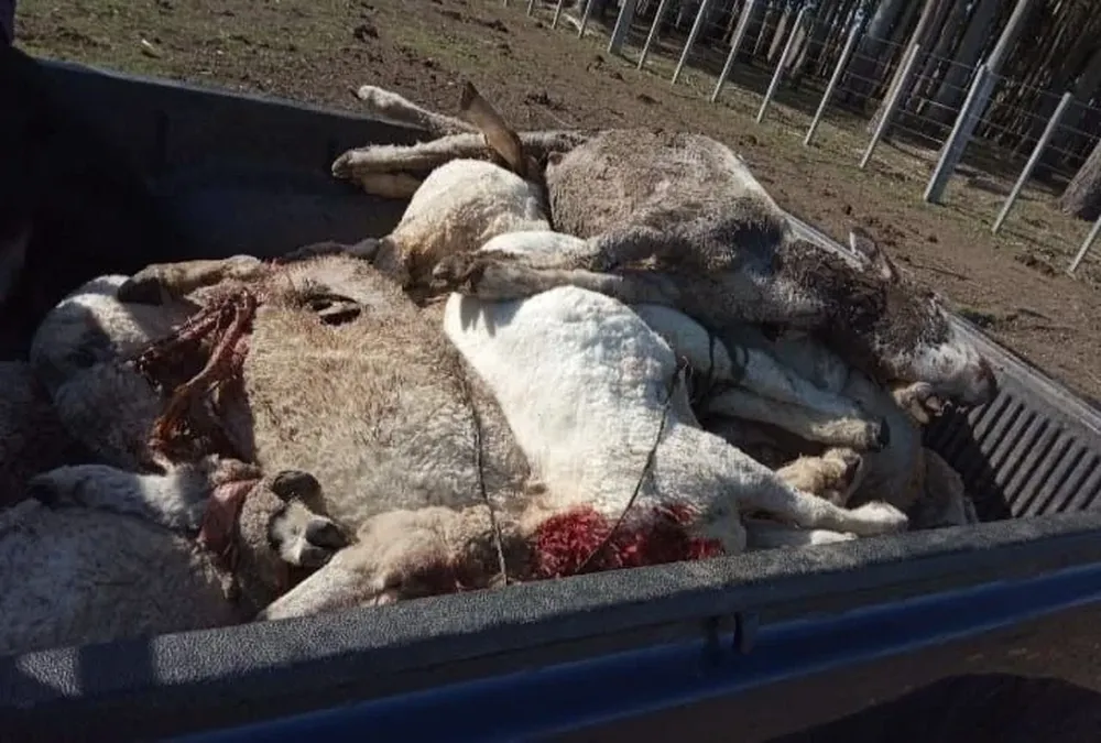 A José Fernando los perros le han matado decenas de ovinos.