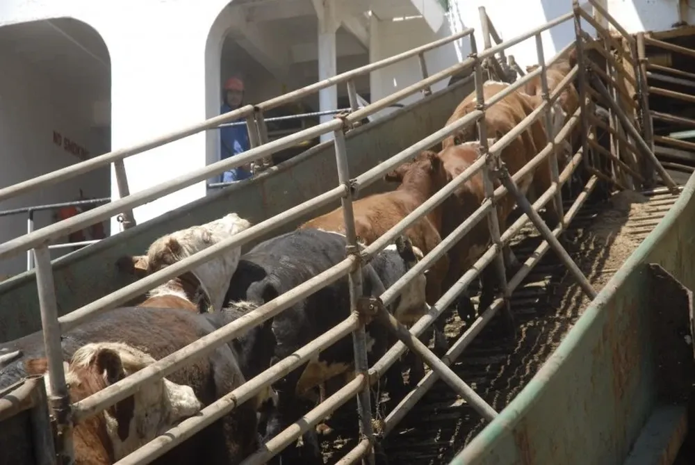 En marzo 33.000 vacunos brasileños fueron exportados al mercado turco