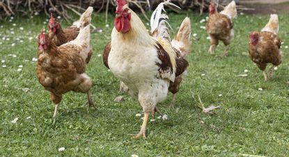 La gripe aviar ya es endémica en España: aumento de brotes y medidas de confinamiento ante el riesgo de contagio