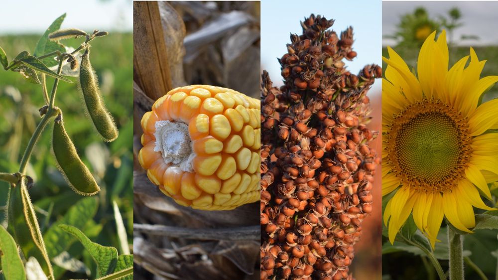 MGAP difundió los indicadores oficiales de la última campaña de cultivos de verano en Uruguay.