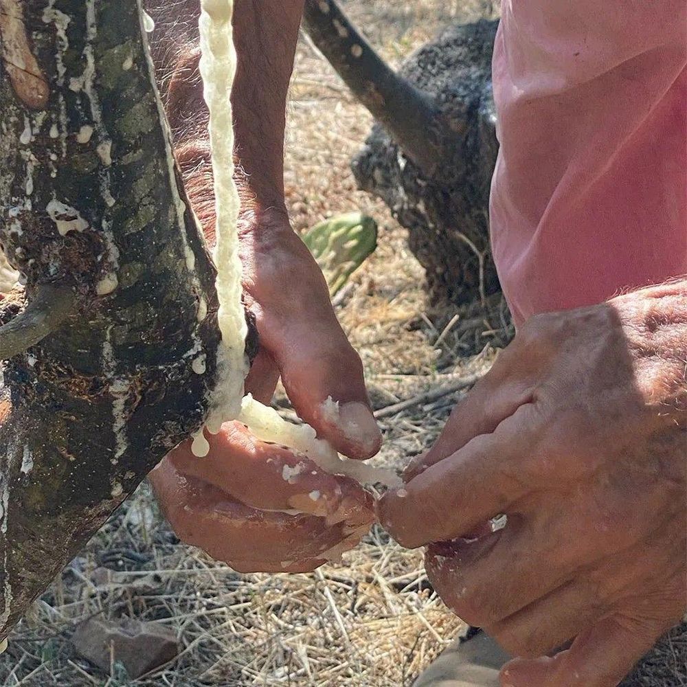 https://www.bbc.com/mundo/articles/cx20k6rdy6do