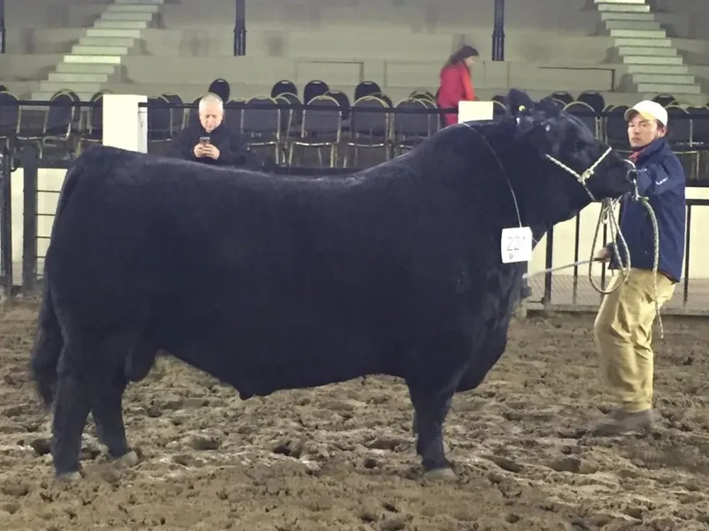El toro uruguayo Bienhecho caminando por la pista de Palermo