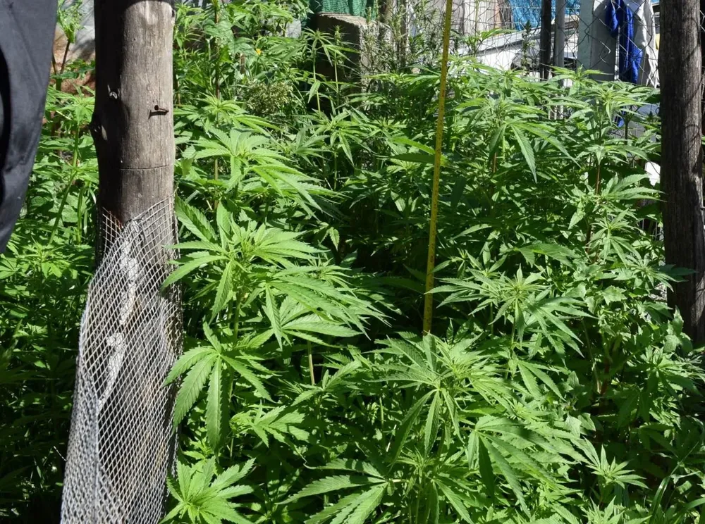 Las plantas serán destruidas por el Instituto Técnico Forense