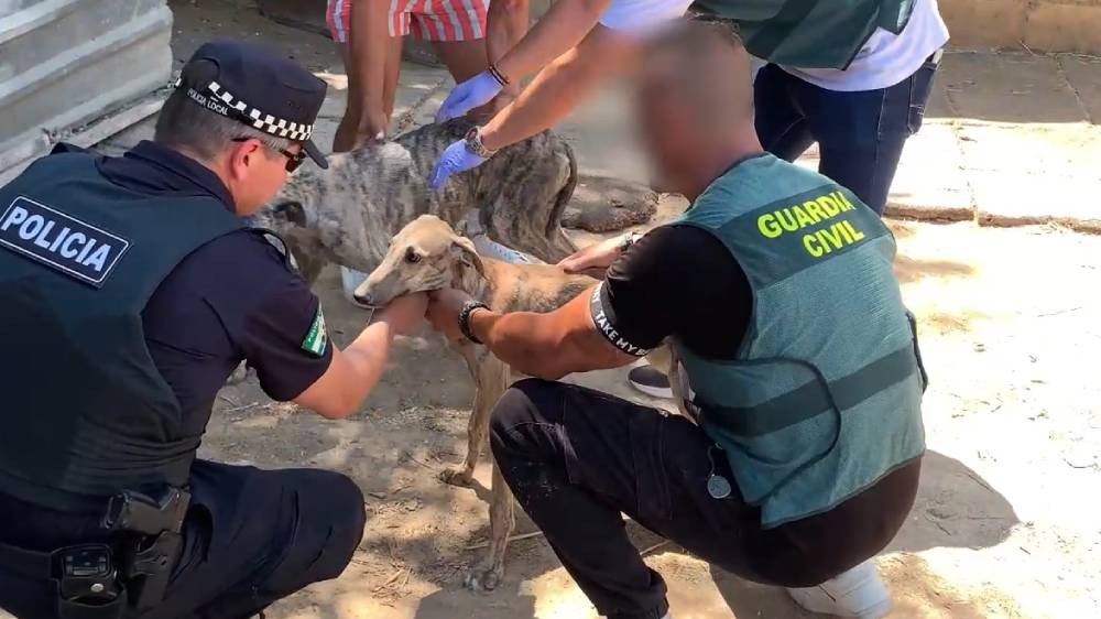 La Guardia Civil con los galgos luego de ser rescatados.