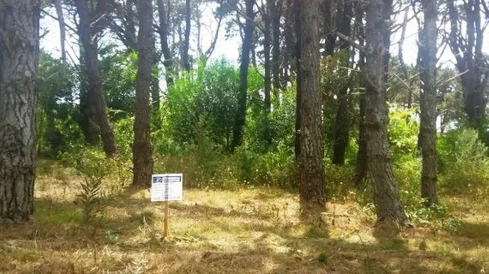 La adquisición de los predios en el remate puede ser financiada en dólares