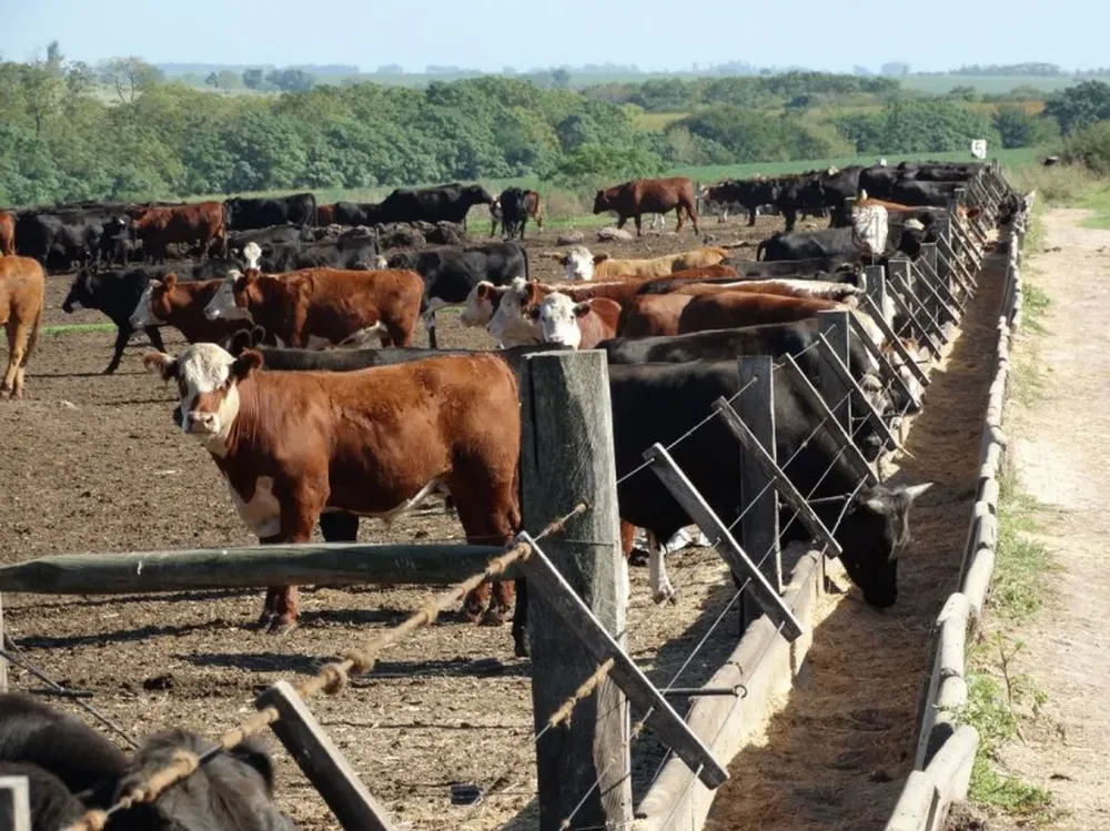 Animales de los corrales de engorde representan 11% de los de campo