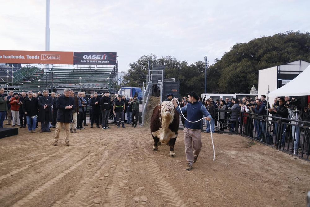 Argentina: se viene la Expo Rural y El Escocés fue el primer reproductor en pisar la tradicional cancha ganadera en Palermo.