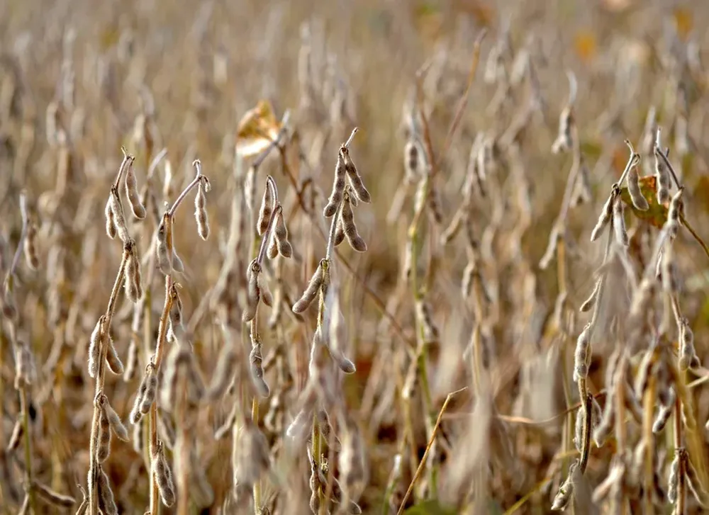 Está demorada la siembra de soja en Estados Unidos