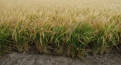 Cultivo de arroz en la zona de Cebollatí, en Rocha.