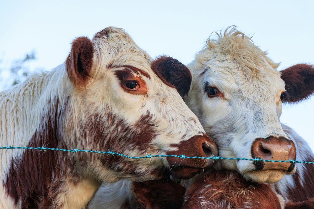 Fiebre aftosa: Reino Unido prohibe el ingreso de vacunos y otros animales desde Alemania.