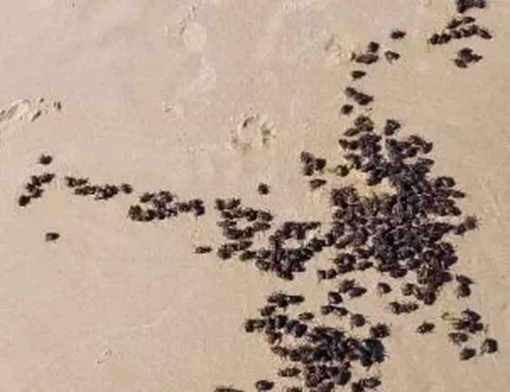 Invasión de escarabajos en las playas de Canelones y Maldonado
