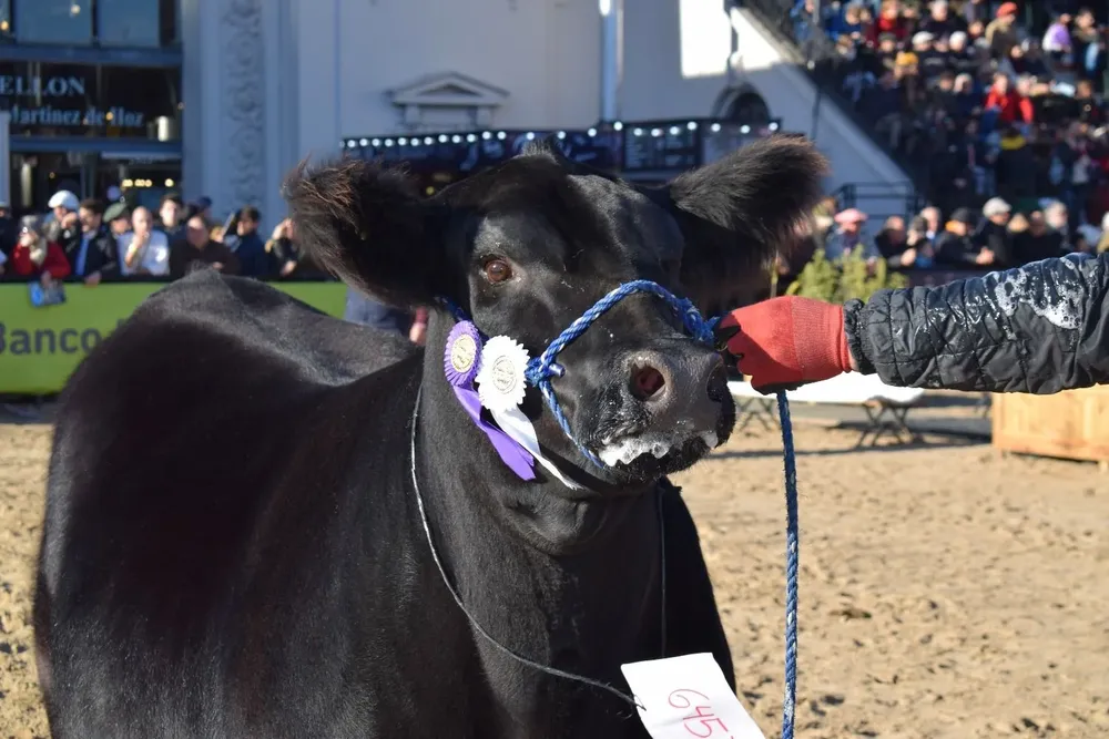 Vientres Aberdeen Angus jurados por Néstor Chiaravalli.