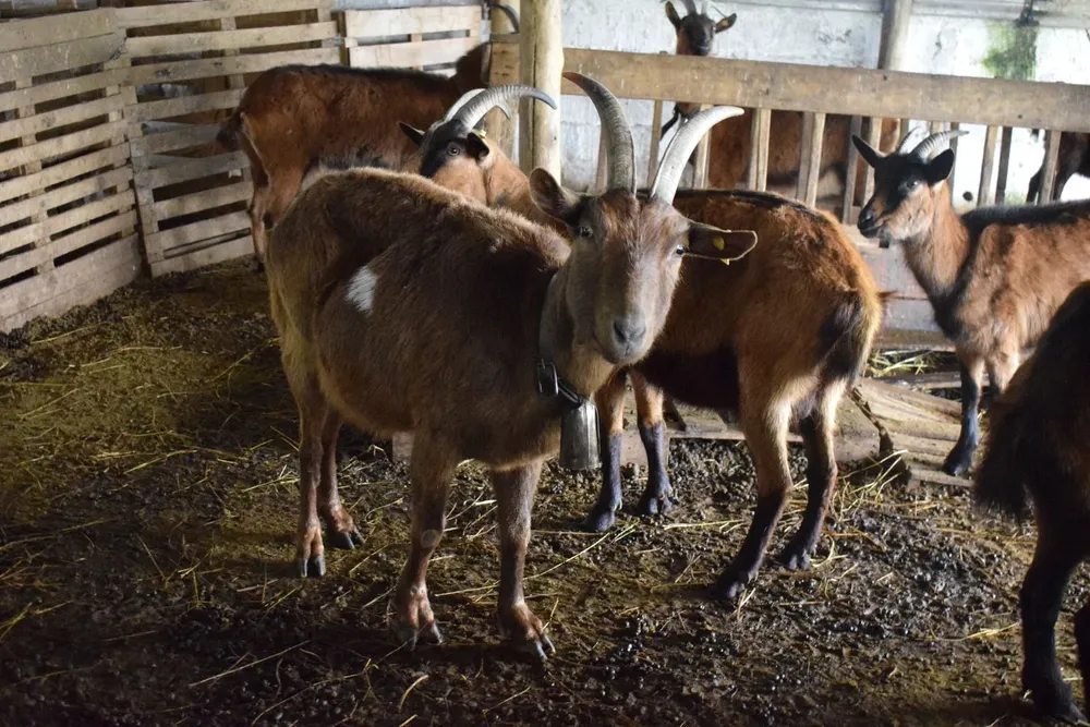 Según los últimos datos Uruguay tiene unos 8.000 caprinos.