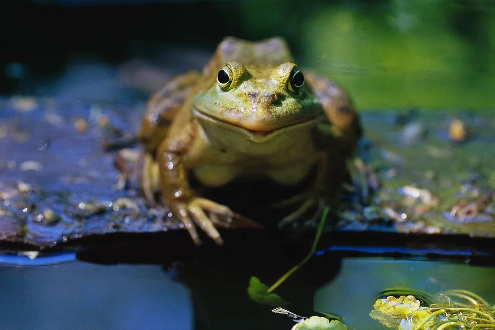 Rana toro, una de las especies exóticas de más alto riesgo
