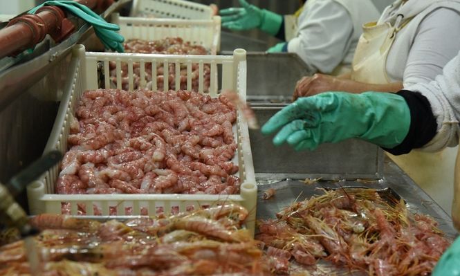 La pesca marítima registró un aumento del 16% en los desembarques durante 2026