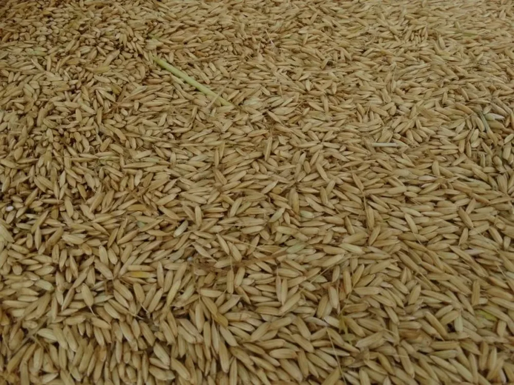 Las abundantes cosechas de cereales inciden en caída de precios de los alimentos