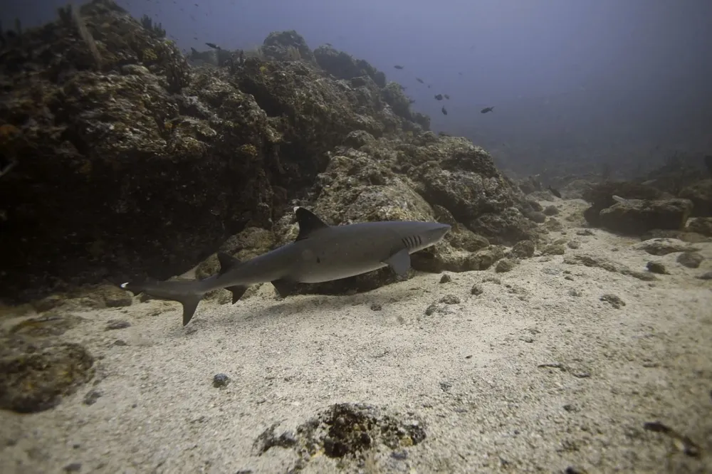 Cinco de las especies de tiburones de arrecife de coral más comunes disminuyeron su número entre 60% y 70% en tres años