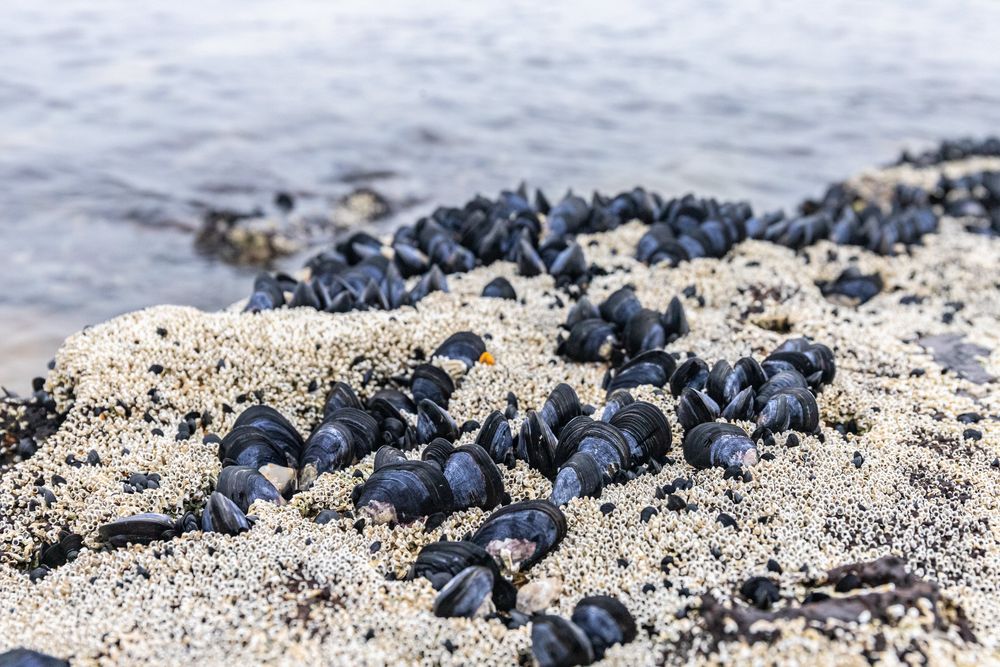 Mejillones, uno de los moluscos bivalvos m&aacute;s consumidos.