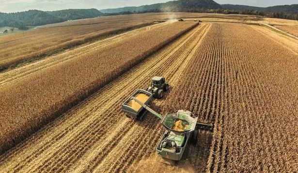 La cosecha de soja 2024/2025 creció 3,5% respecto a la campaña anterior