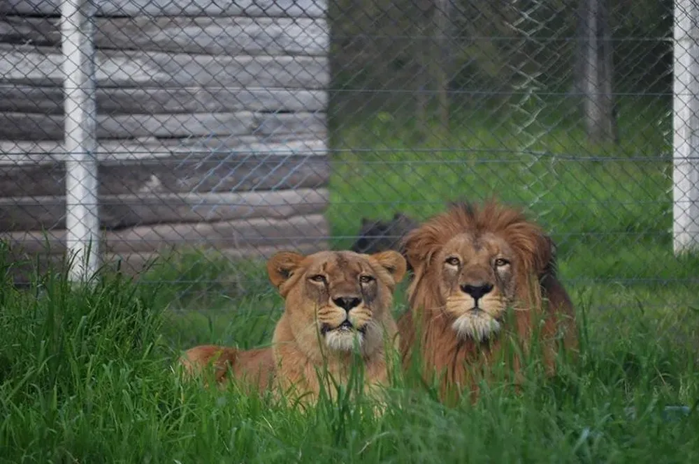 Los leones que serán trasladados pertenecían a los zoológicos de Paysandú y San José