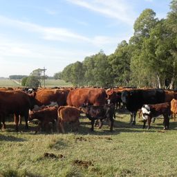 Ganadería en Uruguay, en armonía con el campo natural y la forestación.