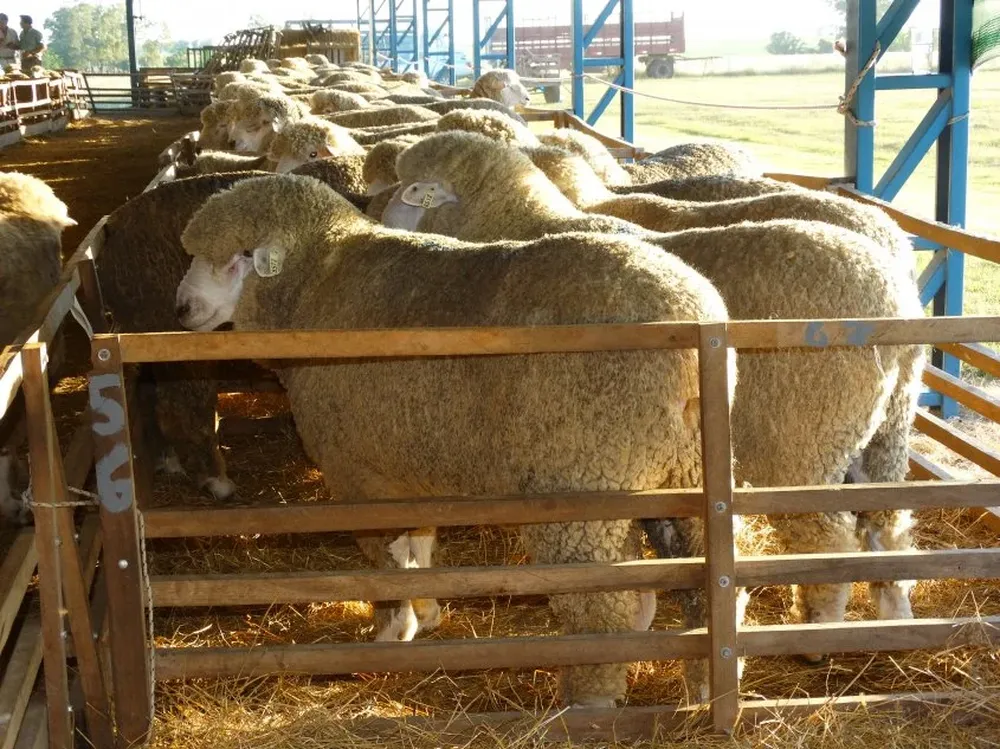 Los reproductores Corriedale fueron 58,4% del total en la zafra pasada