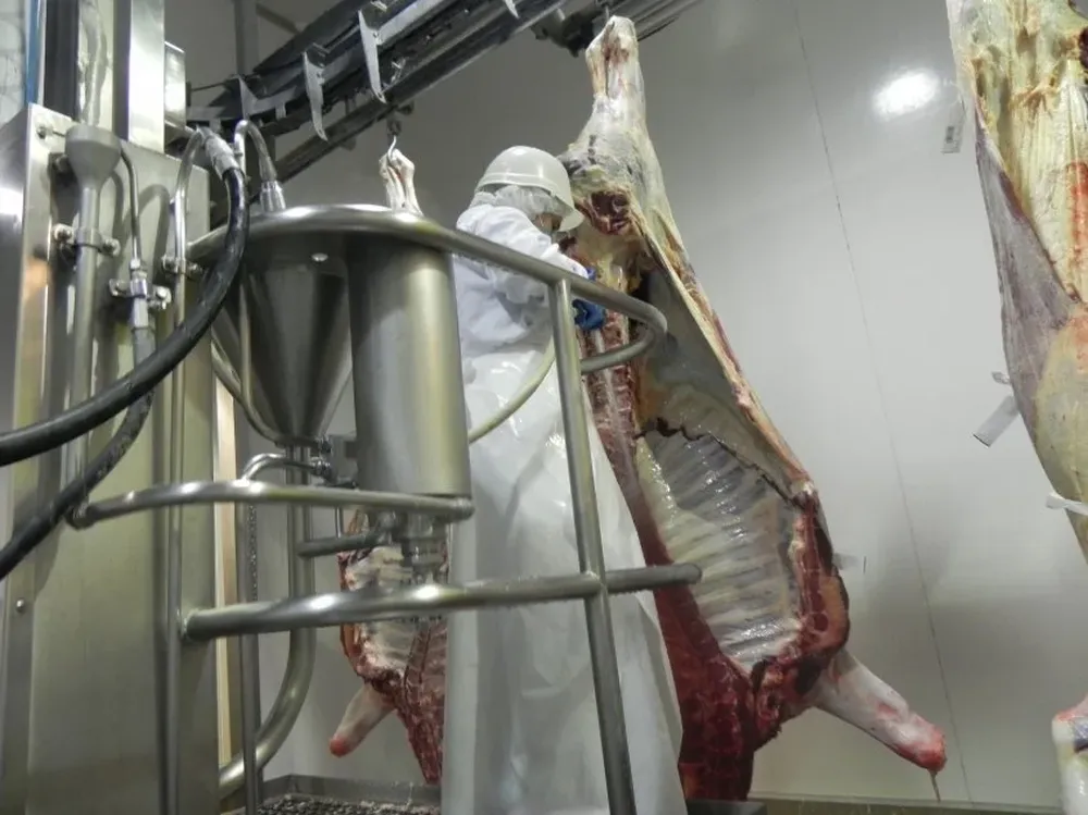 Faena vacuna, momento clave en la cadena de la agroindustria de la carne.