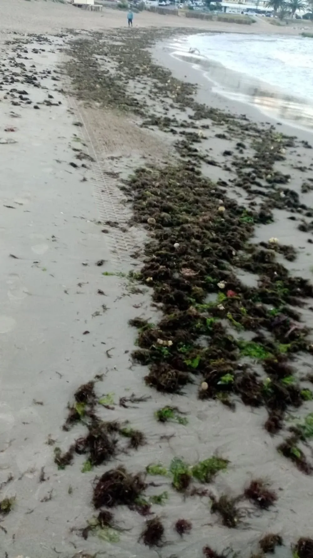 Las algas puede desaparecer de repente, quedarse por unos días, volver cada tanto