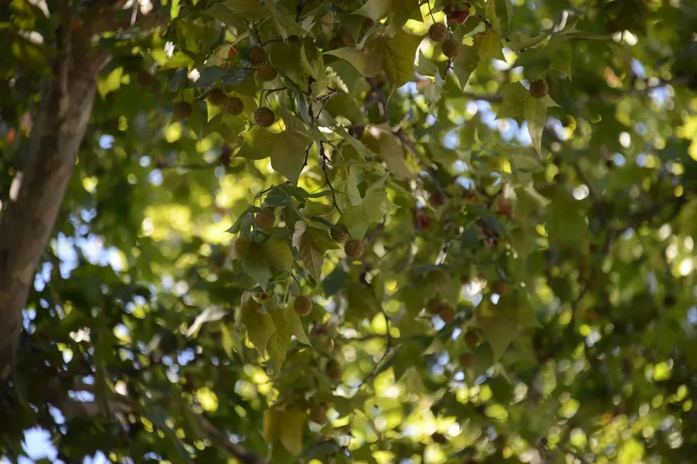 La pelusa del plátano
