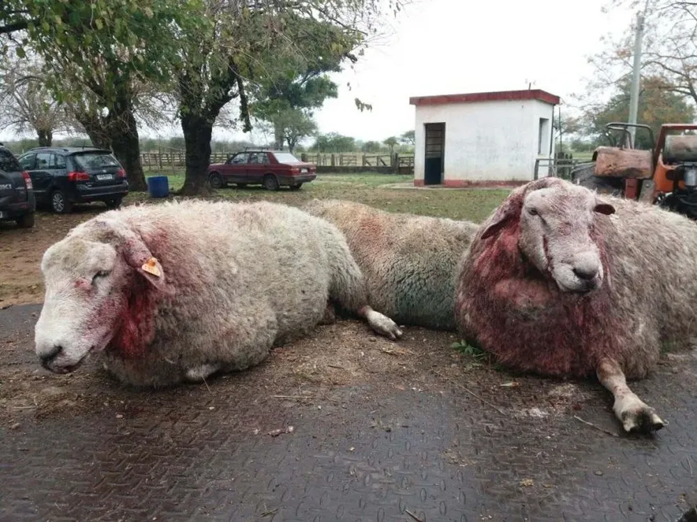 Testimonio gráfico del ataque a los carneros del centro de estudios en Paysandú