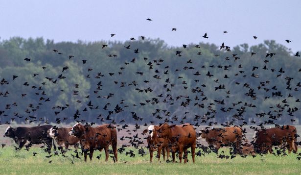 Estados Unidos: crece el descontento entre los ganaderos por las medidas del presidente estadounidense Donald Trump para reducir los precios de la carne vacuna.