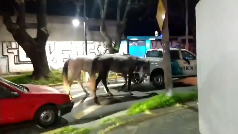 Los caballos rescatados que aparecieron galopando entre los autos en plena Panamericana