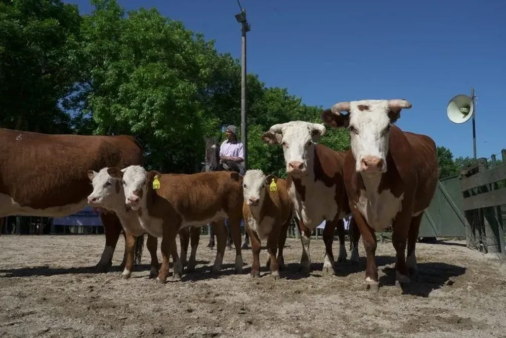 El remate se hará esta tarde en Florida.