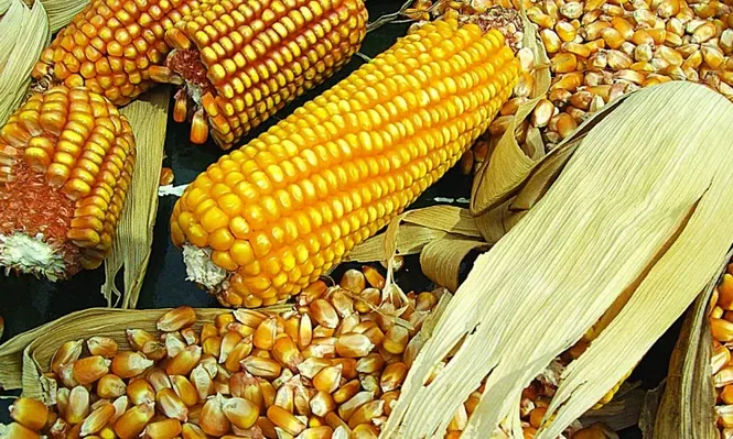 El cereal en una encrucijada de producción y precios