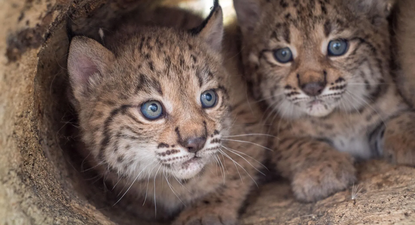 Crías de lince ibérico