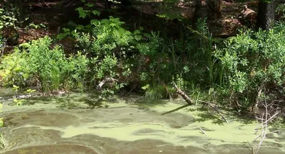 expertos advierten por riesgo ambiental de la nueva planta de upm