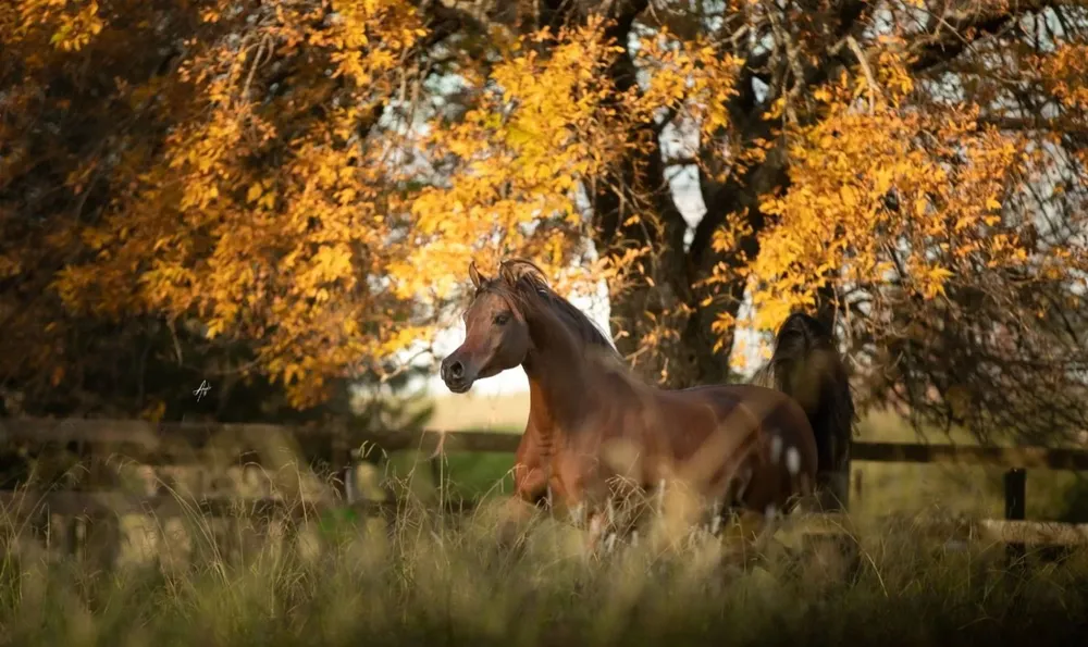 Uno de los ejemplares vendidos por Las Rosas que viajará a Qatar.