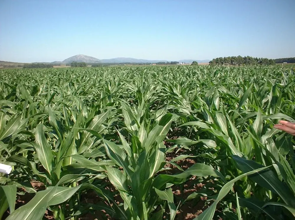 Las lluvias llegaron justo para el cultivo de maíz.
