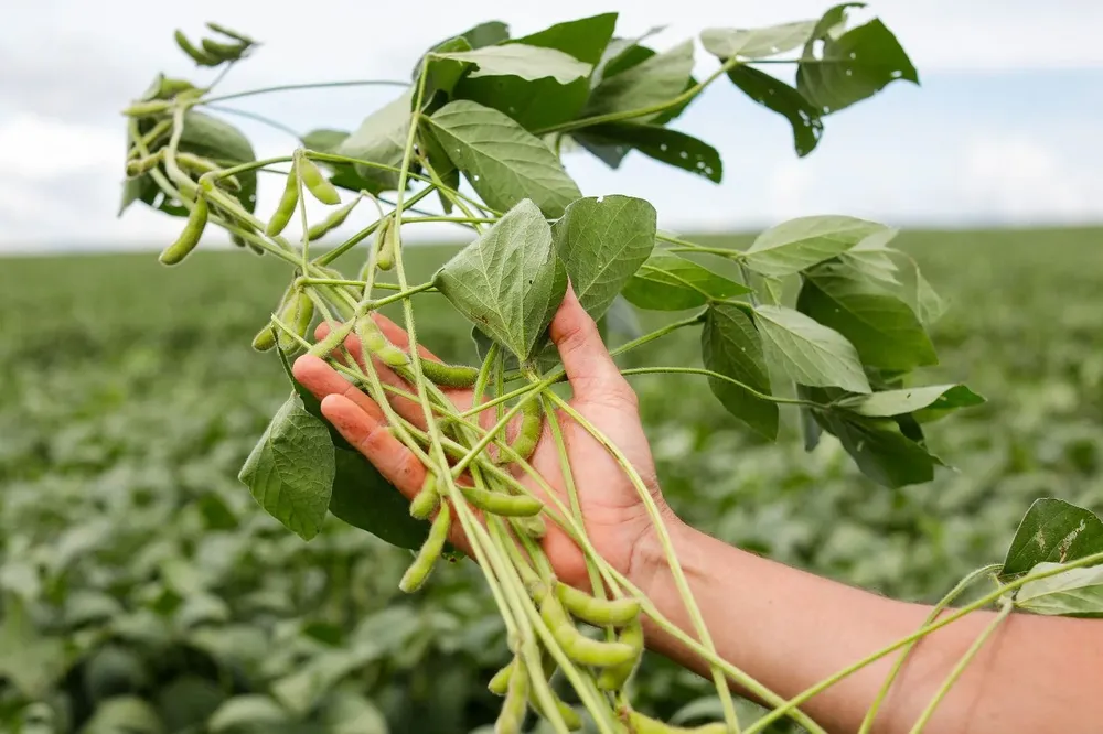 Producción de soja.